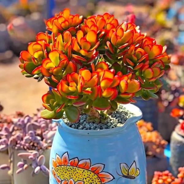 &OpenCurlyDoubleQuote;客廳養樹，十有九富&rdquo;，花友：不是迷信，是老祖先的經驗