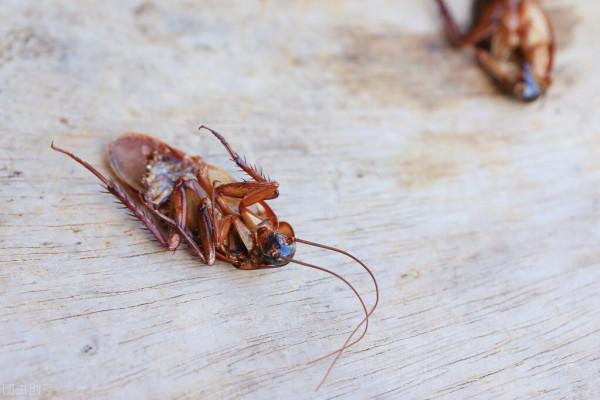 16個你不知道的冷知識,越南人姓什麼的最多? 16個你不知道的冷知識,越南人姓什麼的最多?