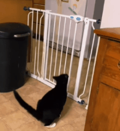 40張奇特而有趣的貓照片，看了讓人心情愉快