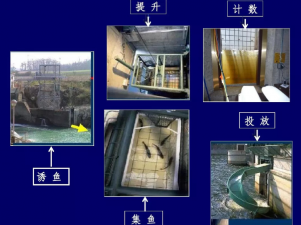 人類發明了魚梯，然而魚卻爬不上去，我們該如何拯救回溯魚？