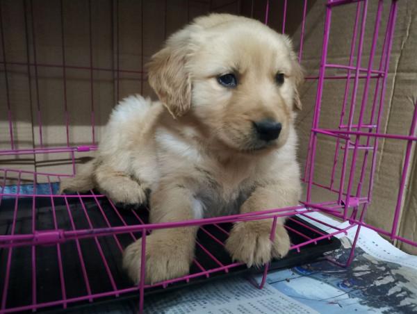 剛買回家的小狗晚上愛叫，是因為肚子餓嗎？那你就錯了