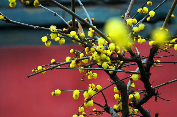 晉國私家史 | 英年早逝 周成王、唐叔虞兄弟的真正壽命可能很短