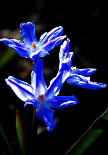 雪光花～早春開花，小巧別緻