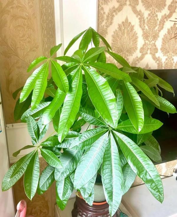 冬養髮財樹文竹,這3點不做好,小心變光桿 冬養髮財樹文竹,這3點不做好,小心變光桿