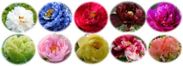 花之富貴者 花之富貴者