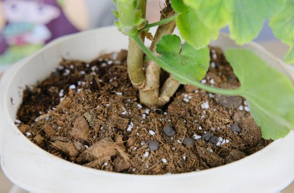 雨季養花難,做好這5點防護,雨再大也不怕 雨季養花難,做好這5點防護,雨再大也不怕
