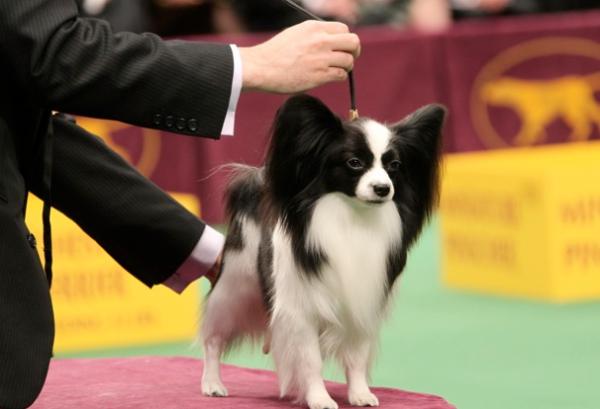 蝴蝶犬不擅表達,但有這6個行為,是在偷偷愛著你 蝴蝶犬不擅表達,但有這6個行為,是在偷偷愛著你