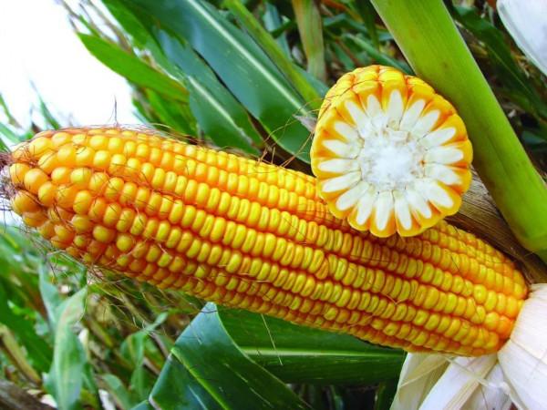 國家重點推廣，抗病抗倒耐熱，超高產玉米品種“偉科702”真牛