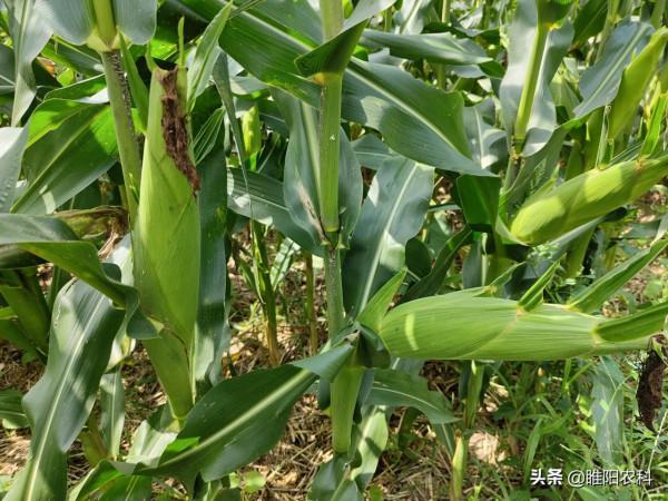 最高畝產3120斤,這個玉米新品種抗病又抗倒,適宜哪裡種植 最高畝產3120斤,這個玉米新品種抗病又抗倒,適宜哪裡種植