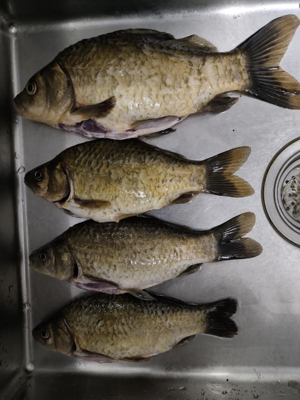 冬季釣魚堅持用小鉤細線軟竿，還要配合抄網