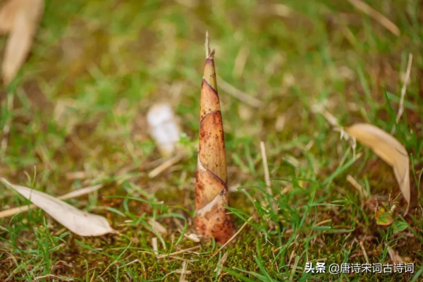 草木漸知春，萌芽處處新