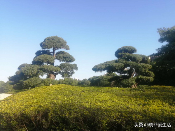 庭院常見的5種“吉祥樹”,高雅大氣有品位,養成老樁更“旺家” 庭院常見的5種“吉祥樹”,高雅大氣有品位,養成老樁更“旺家”