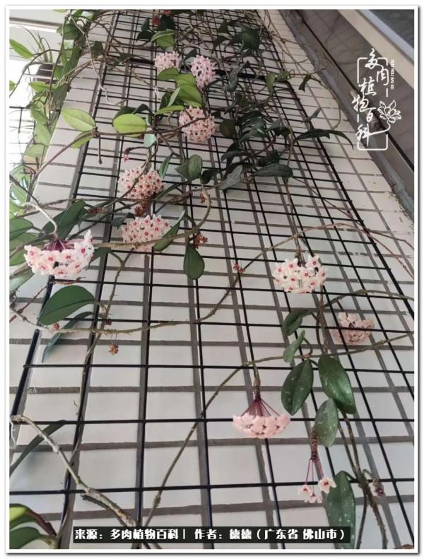 廣東的多肉陽臺:生命不息,折騰不止 廣東的多肉陽臺:生命不息,折騰不止