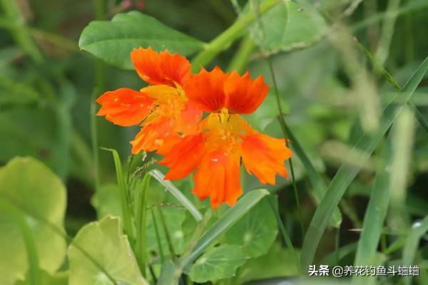 養花怕麻煩,可以選擇旱金蓮,遇水瘋長,無病害還勤花 養花怕麻煩,可以選擇旱金蓮,遇水瘋長,無病害還勤花