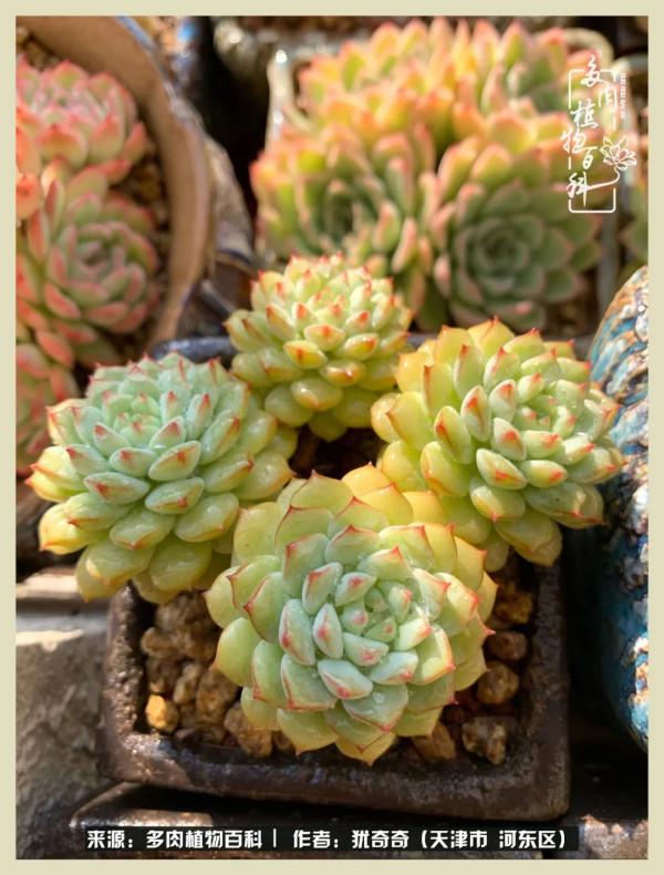 養多肉,累並快樂著!美好的事物,需要與大家分享 養多肉,累並快樂著!美好的事物,需要與大家分享