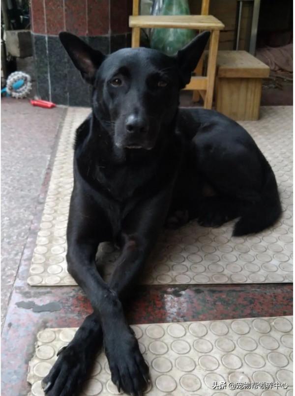 主人給狗狗洗腦吃“烤肉”,最終狗狗忍無可忍把同伴看作“烤肉” 主人給狗狗洗腦吃“烤肉”,最終狗狗忍無可忍把同伴看作“烤肉”