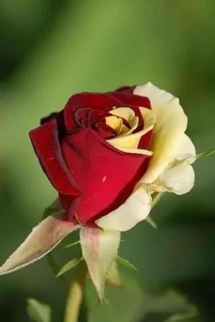 奇妙的大自然，奇妙的花