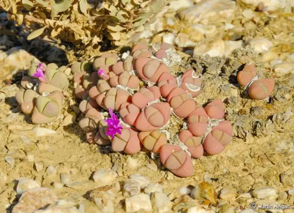 世界那麼大，多肉那麼美，我們一起去看看吧 | 南非多肉欣賞
