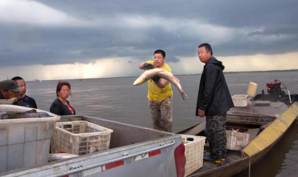 撫遠的鮭魚汛 撫遠的鮭魚汛