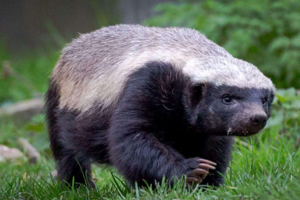 可憐的樹懶：超過50%的樹懶在拉屎途中意外身亡，真是執著