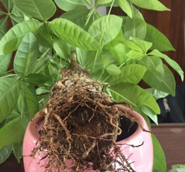 容易被水澆死的“10種花”，養不活都是由於手太勤