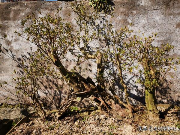 映山紅種不活?這5個訣竅告訴你,再老的樁都能生根 映山紅種不活?這5個訣竅告訴你,再老的樁都能生根