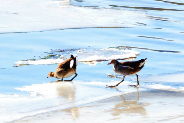 寒冬中 錫伯河上的它們何去何從? 寒冬中 錫伯河上的它們何去何從?