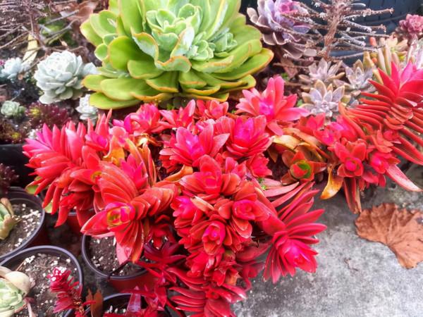 發現多肉植物掉葉子,可以這麼處理 發現多肉植物掉葉子,可以這麼處理