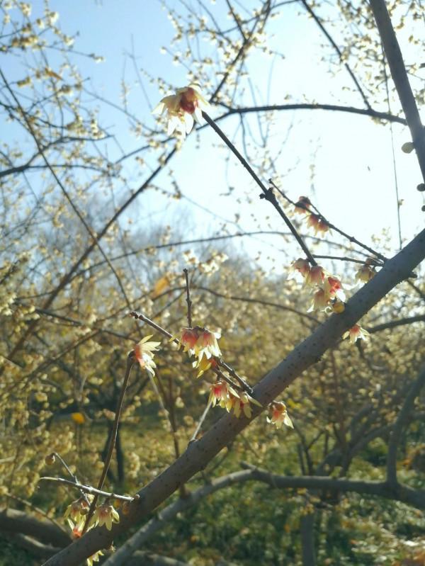 臘梅花開時