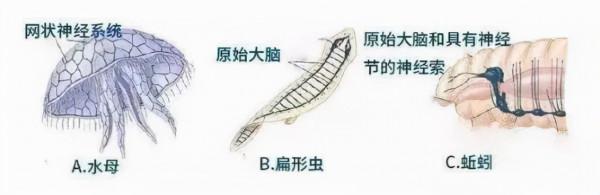 硬核科普:為什麼只有人類進化出高度發達的大腦? 硬核科普:為什麼只有人類進化出高度發達的大腦?