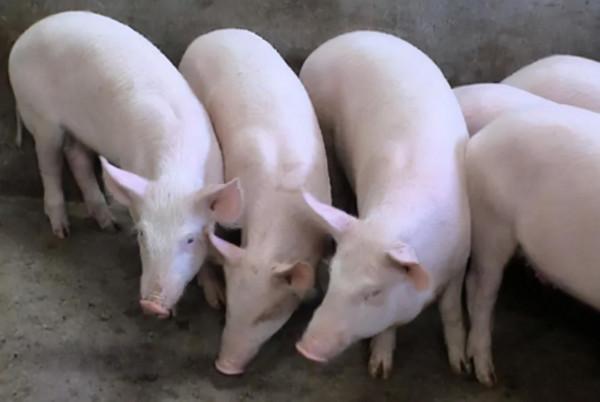 八成豬種靠進口，北大豬肉佬陳生：中國人吃肉不能看外國臉色｜|豬業視點