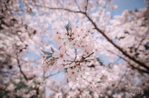 2021年國內旅行時間表出爐！承包你一整年的旅行