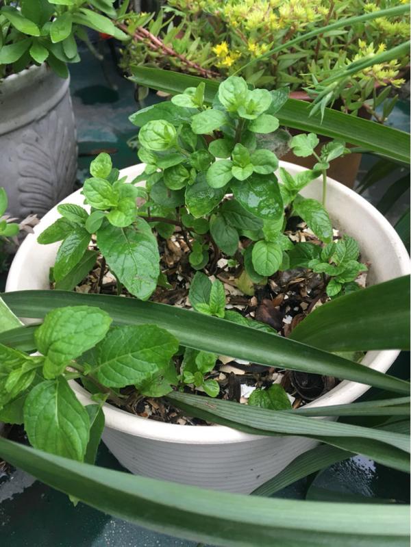 8種花,是個人就能養好,為啥我養不好 8種花,是個人就能養好,為啥我養不好