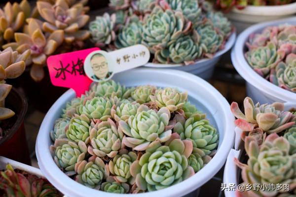 日常養護糾正篇,養多肉時注意四個小細節,多肉更美觀 日常養護糾正篇,養多肉時注意四個小細節,多肉更美觀