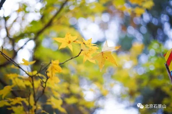 秋日靜美，斑斕如斯，北京號帶您“雲”賞深秋