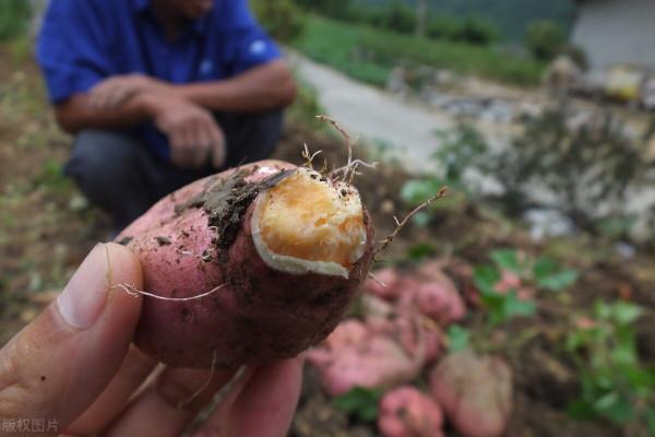 紅薯上“看不見的害蟲”，最長可存活5年，腐爛莖線蟲咋防治？