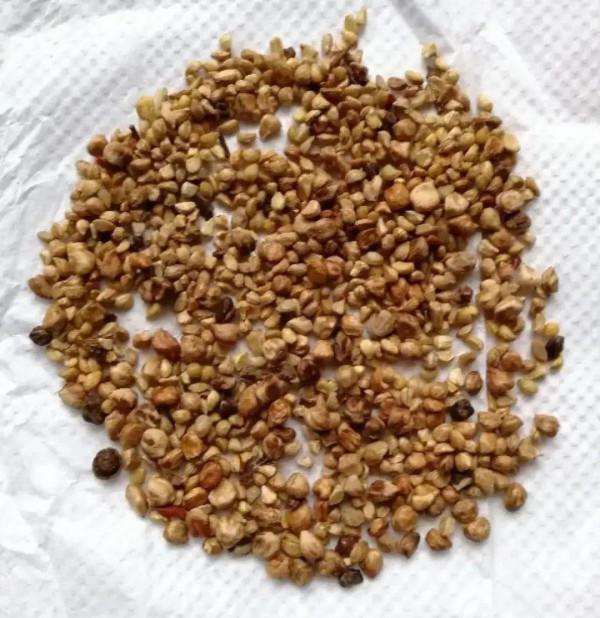 草花播種前，學會6個小妙招，全部都能活，齊刷刷冒新芽