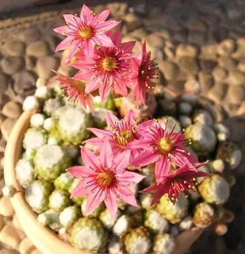 50種多肉開花欣賞，你養的開花了嗎？快來曬曬