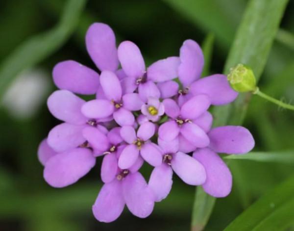 家中養什麼花?別錯過“這5種”,四季賞花,四季常青,淨化空氣 家中養什麼花?別錯過“這5種”,四季賞花,四季常青,淨化空氣