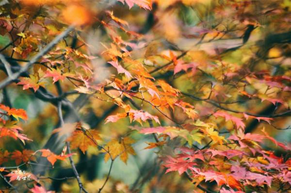 退休後的每年秋天，我都會去本溪同一個景區觀賞紅葉，從未失望過