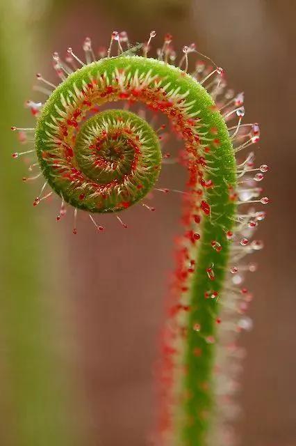 22種奇異的花欣賞之二