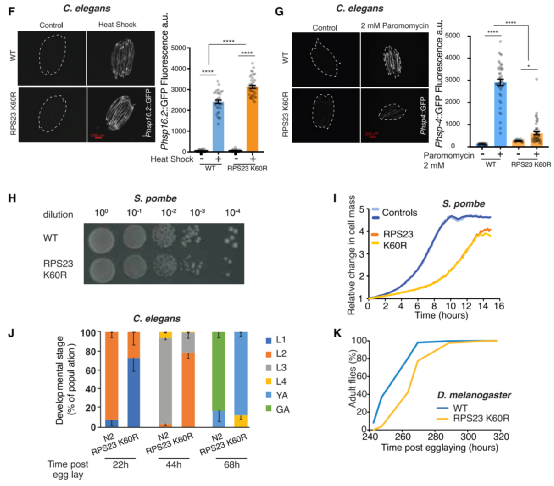 衰老的“元兇”找到了！Cell子刊：增加蛋白質合成的保真性可延長壽命