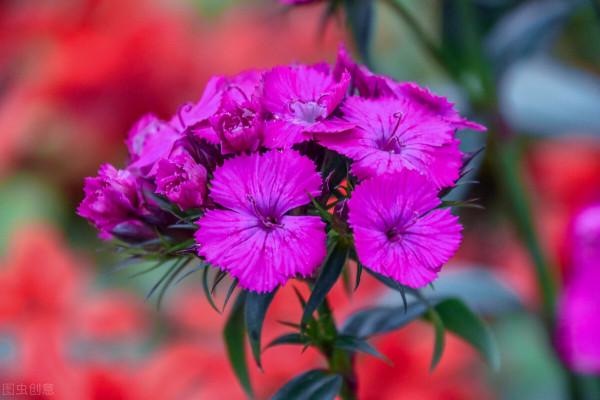 雙11花草“值得買”清單,共16種,後3種“吉祥如意”,重點關注 雙11花草“值得買”清單,共16種,後3種“吉祥如意”,重點關注