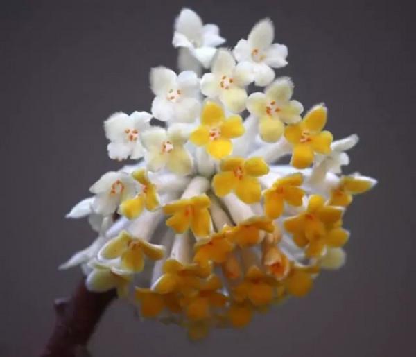 美麗的 結香花 美麗的 結香花