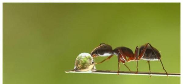 珠寶店角落一隻螞蟻在偷鑽石，店員：要不是及時發現，它就成功了