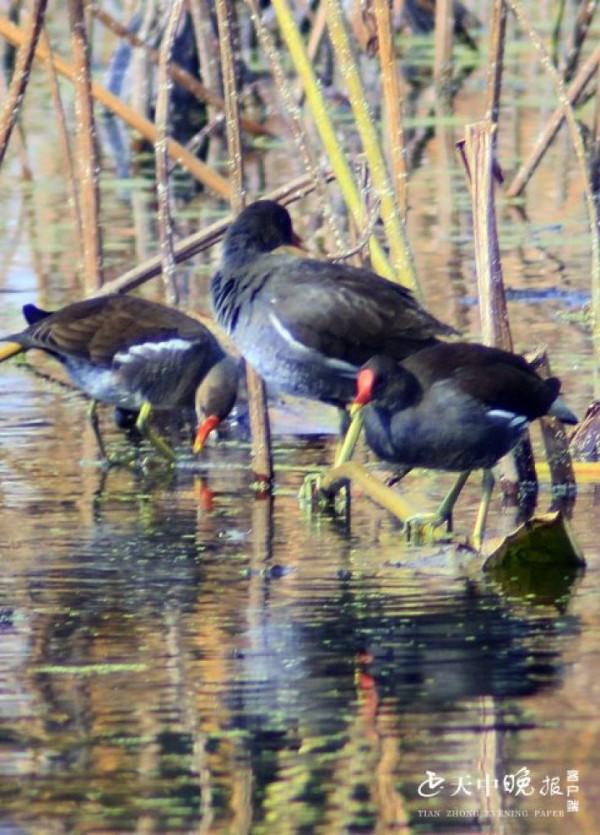 開源湖公園：成群的紅嘴野鴨河中嬉戲打鬧