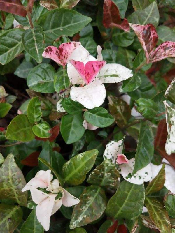 4種“觀葉花”，葉子美得像幅畫，耐陰好養適合新手