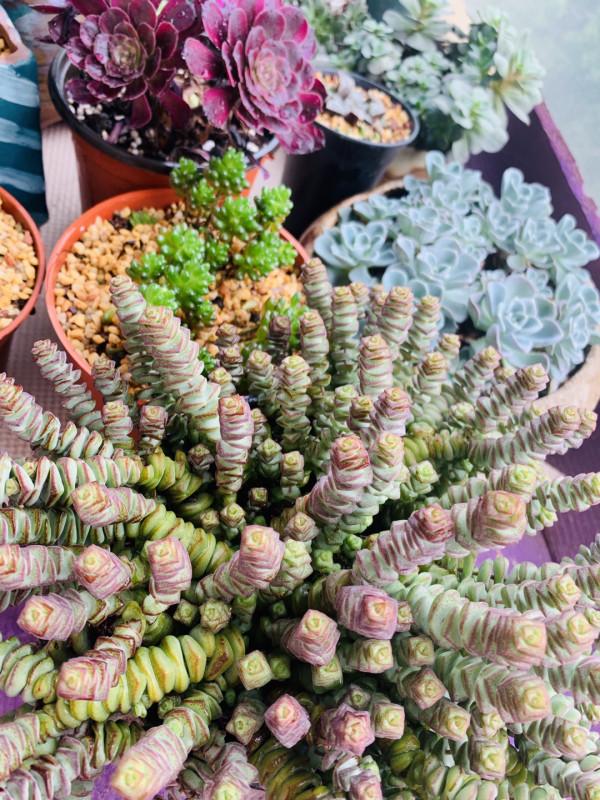 發現一戶人家，大冬天陽臺的“多肉”，長成了“瀑布”，太壯觀了