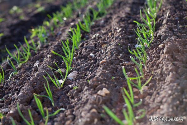 秋季如何種植大蒜，才能安全越冬