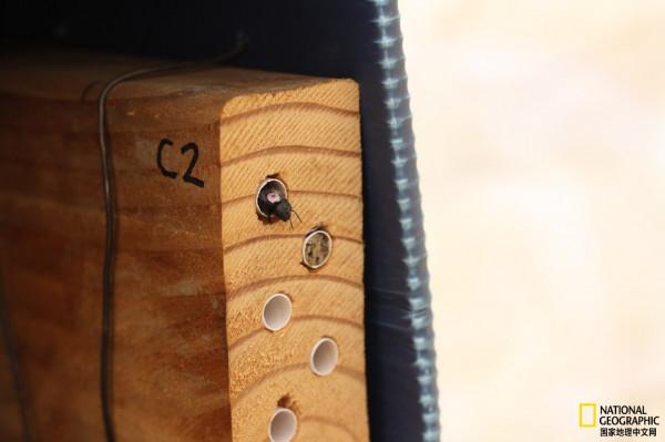 殺蟲劑被花朵吸收後，對蜂造成傷害